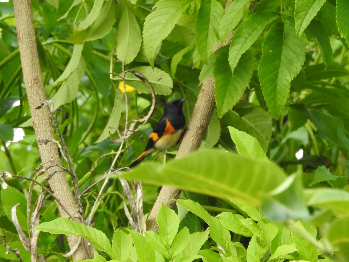 American Redstart - ML624578429