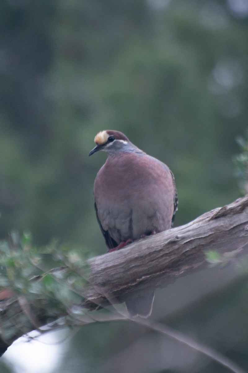 Common Bronzewing - ML624578431