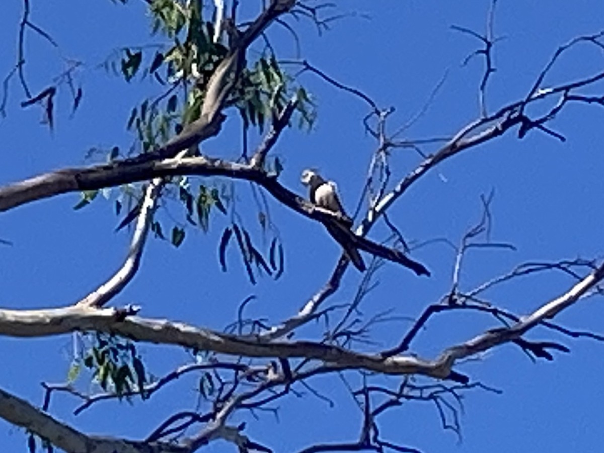 Cockatiel - ML624578437