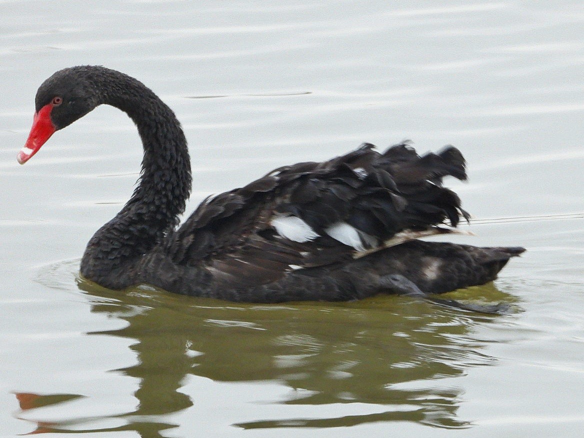 Black Swan - ML624578439