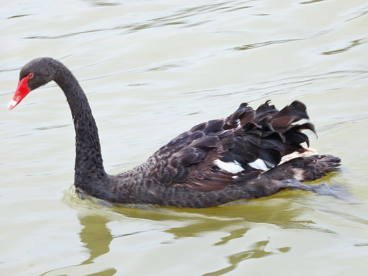 Black Swan - ML624578440