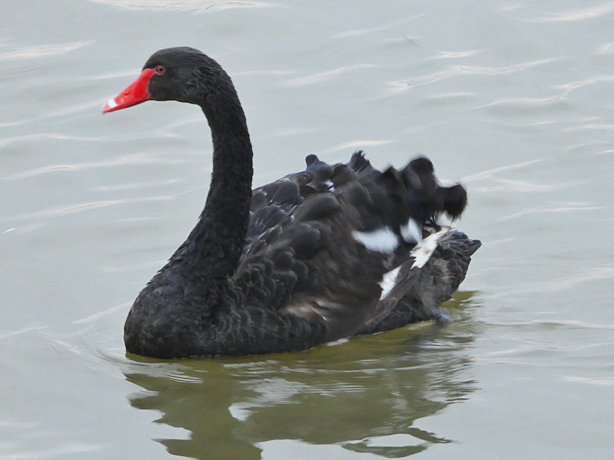 Black Swan - ML624578442