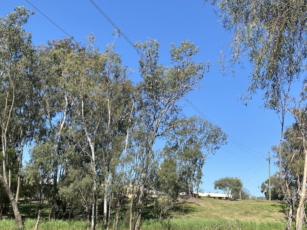 Little Corella - ML624578445