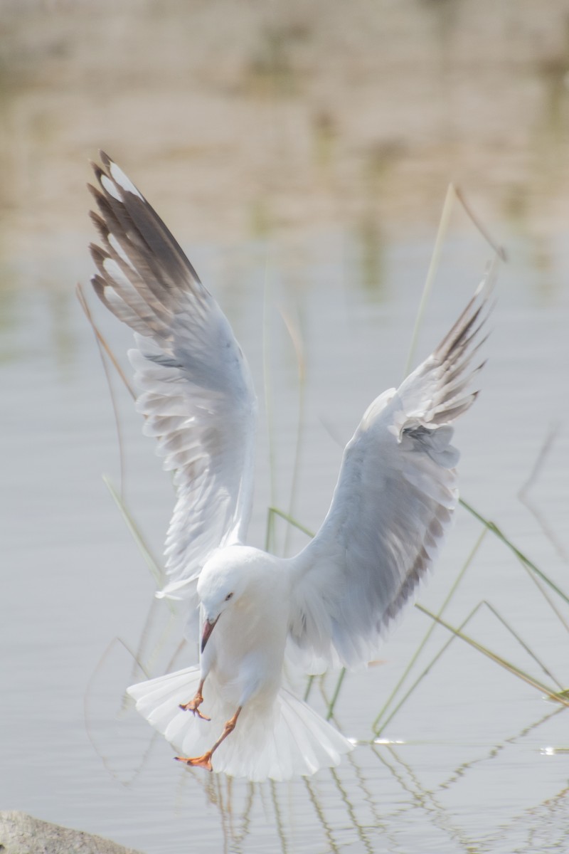 Silver Gull (Silver) - ML624578446