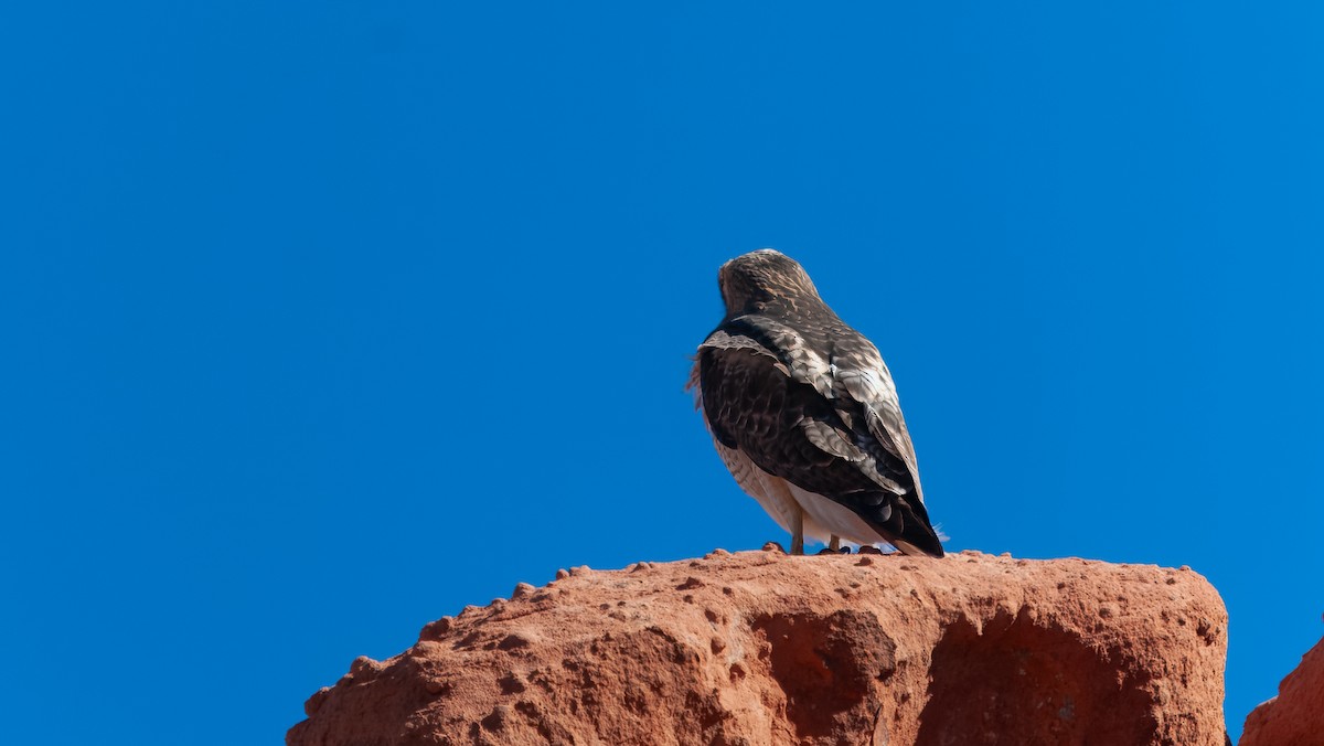 Red-tailed Hawk (calurus/alascensis) - ML624578447