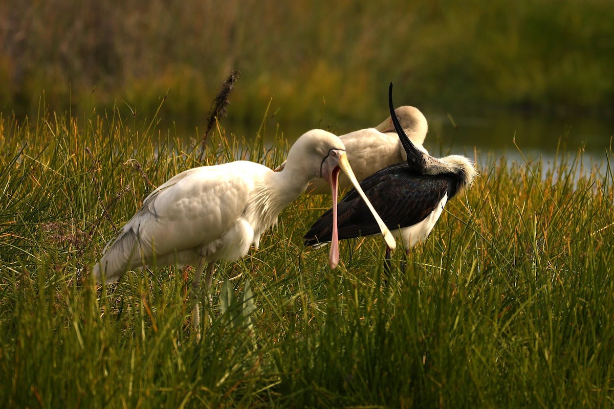 Straw-necked Ibis - ML624578448