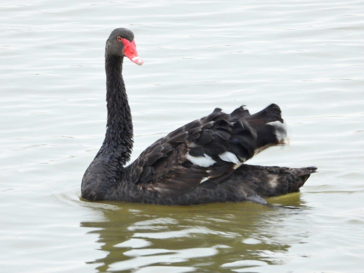 Black Swan - ML624578449