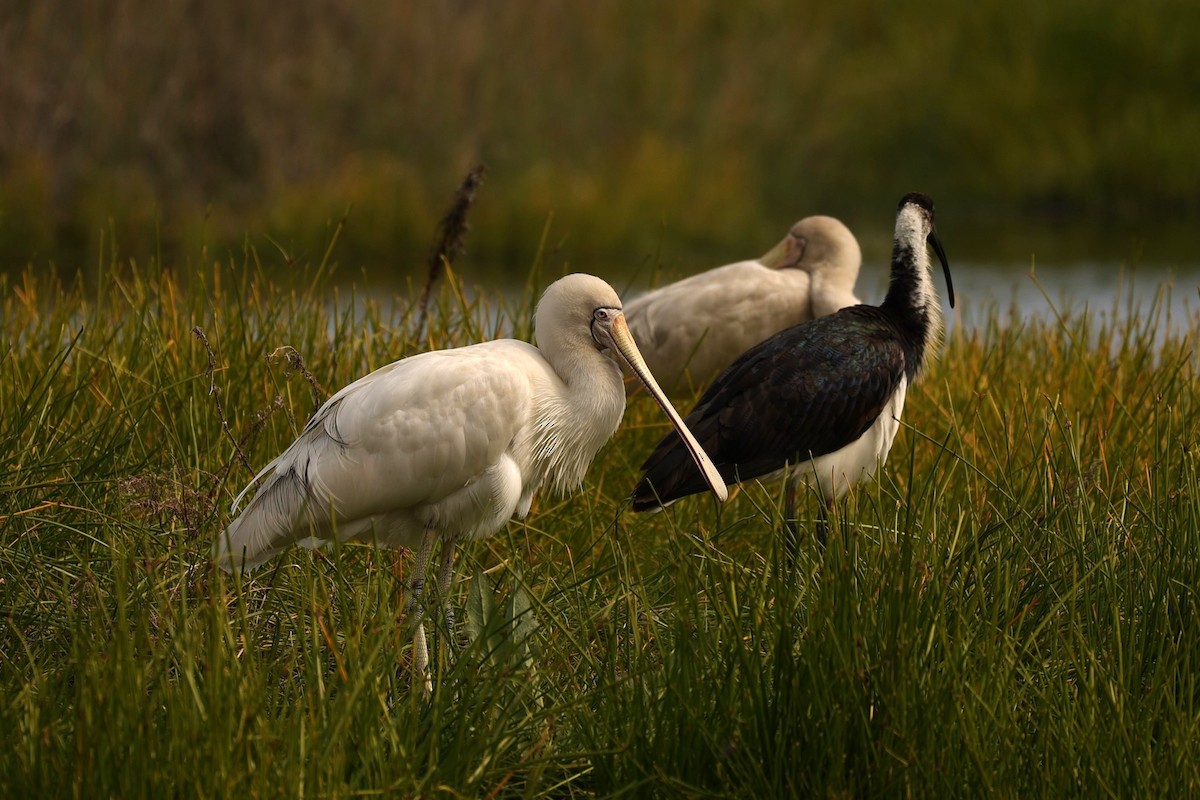 Yellow-billed Spoonbill - ML624578450