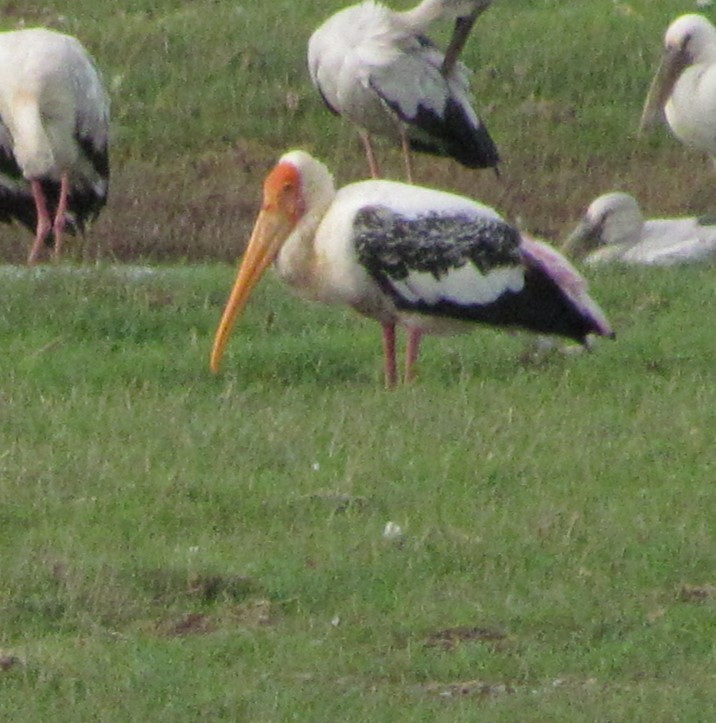 Painted Stork - ML624578451