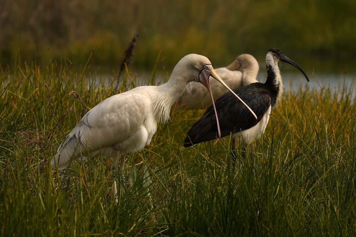 Yellow-billed Spoonbill - ML624578452