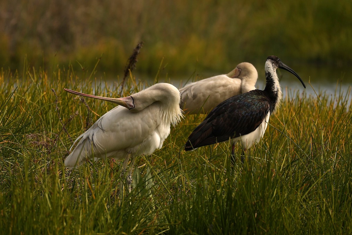 Yellow-billed Spoonbill - Kylie-Anne Cramsie