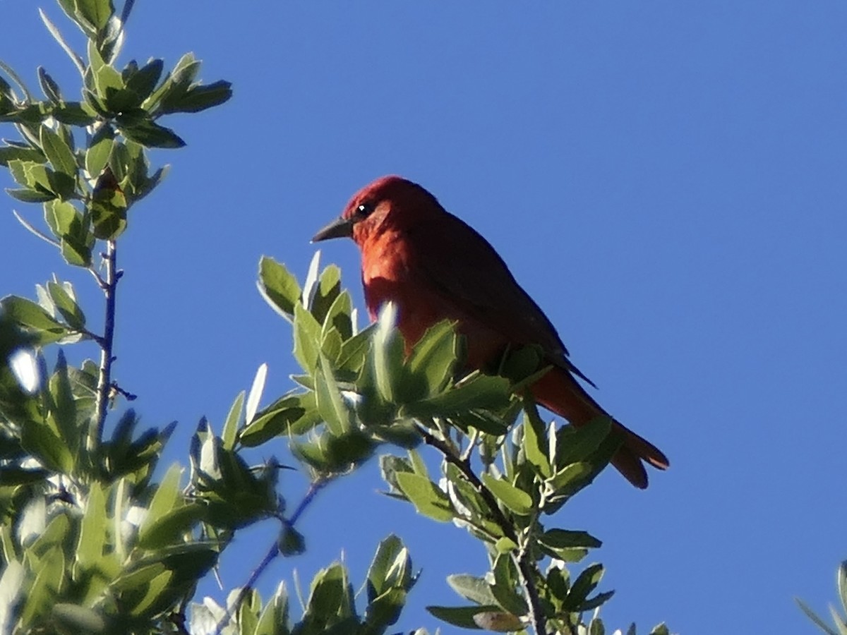 Summer Tanager - ML624578458