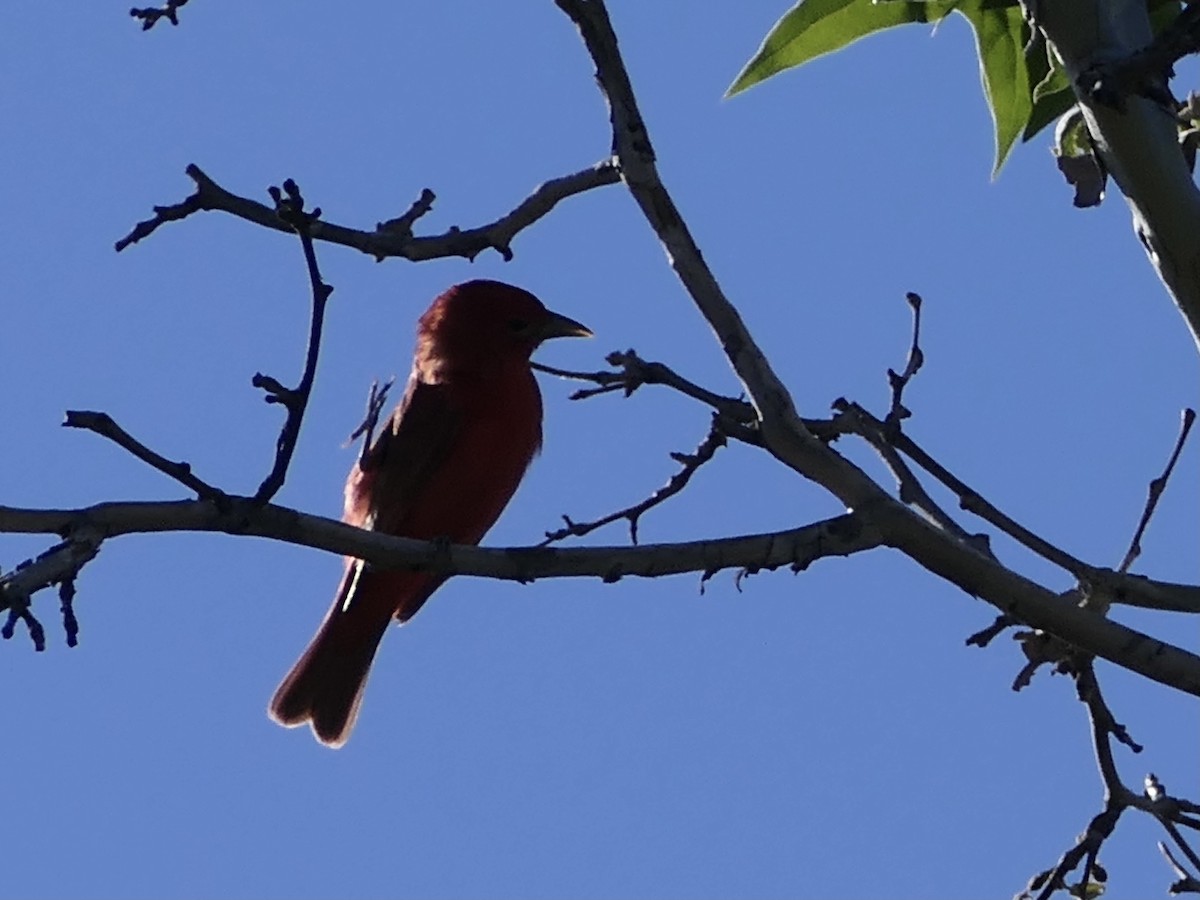 Summer Tanager - ML624578459