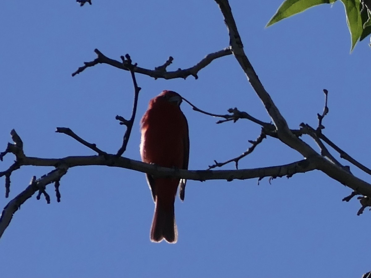 Summer Tanager - ML624578461