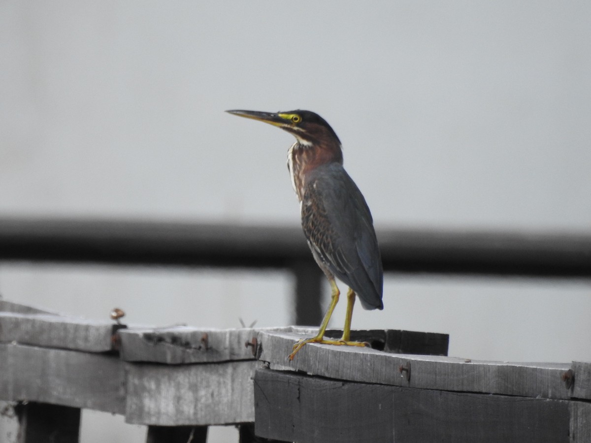 Green Heron - ML624578464