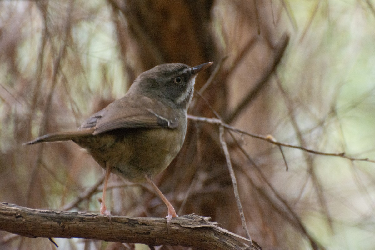 White-browed Scrubwren (White-browed) - ML624578465