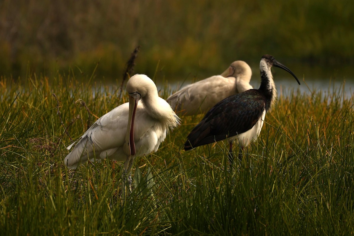 Yellow-billed Spoonbill - ML624578466