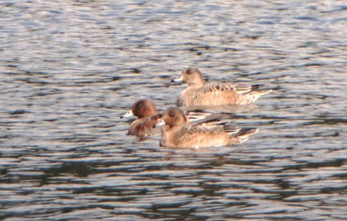 Eurasian Wigeon - ML624578468