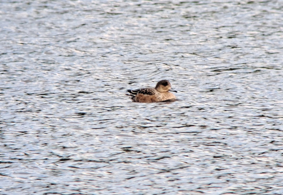 Eurasian Wigeon - ML624578469