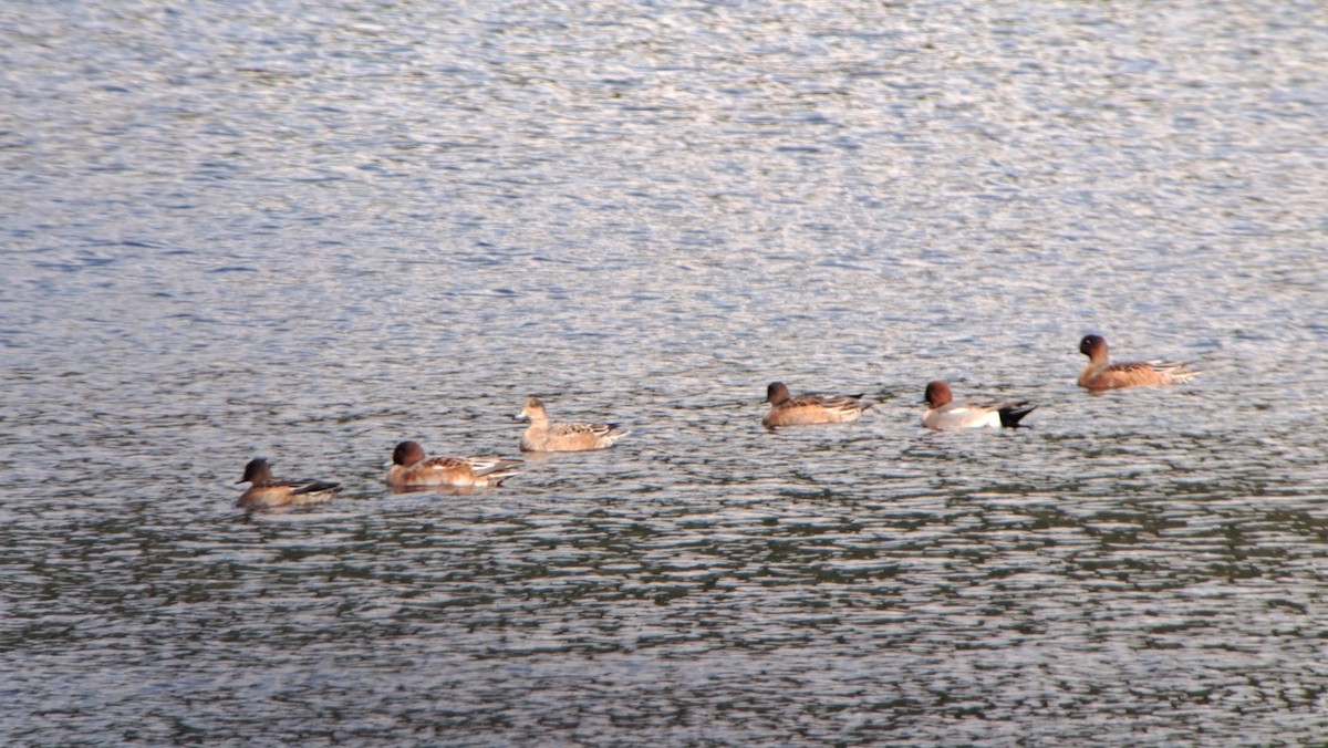 Eurasian Wigeon - ML624578472