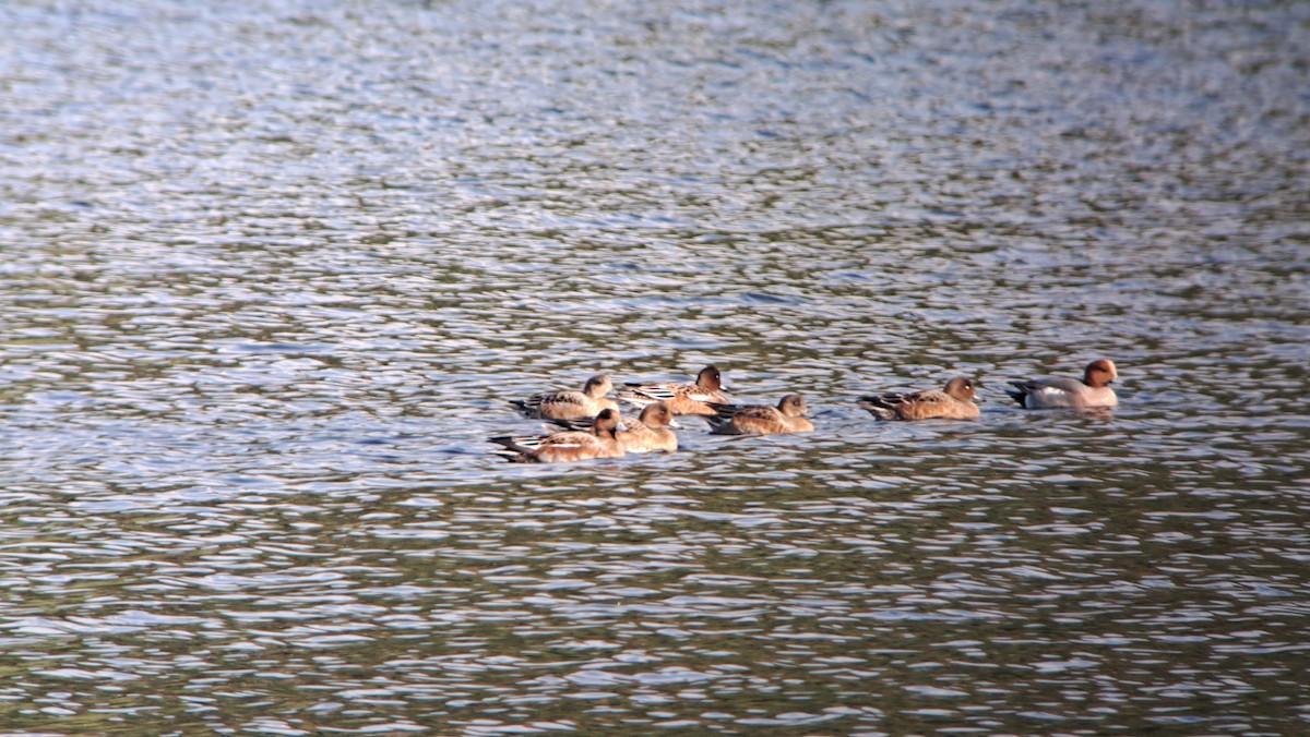 Eurasian Wigeon - ML624578473