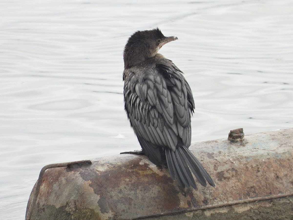 Pygmy Cormorant - ML624578475