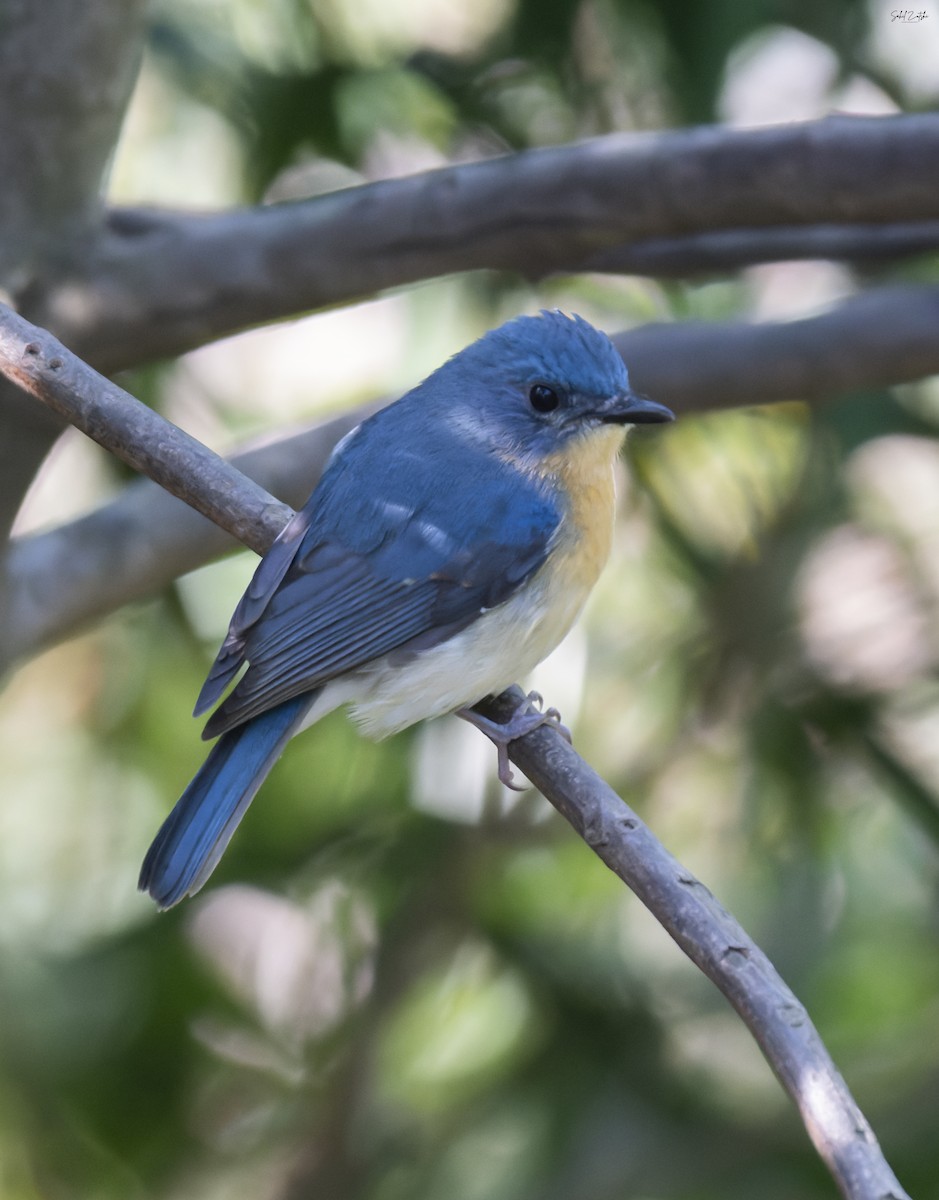 Tickell's Blue Flycatcher - ML624578477