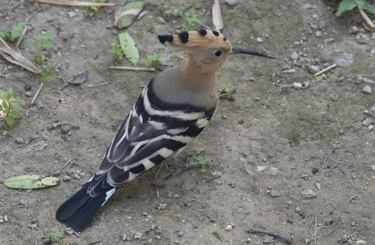 Eurasian Hoopoe - ML624578479