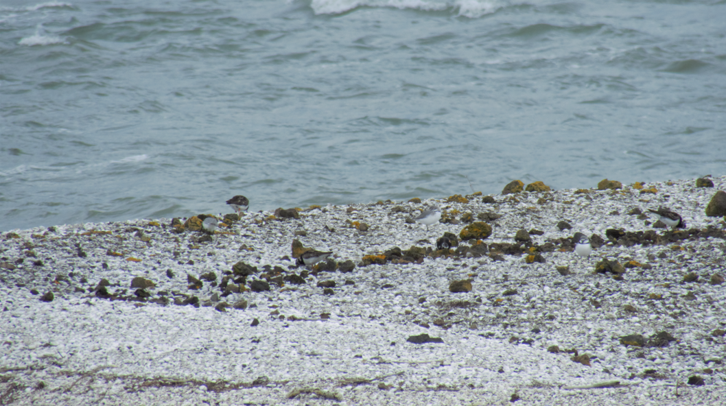 Ruddy Turnstone - ML624578481