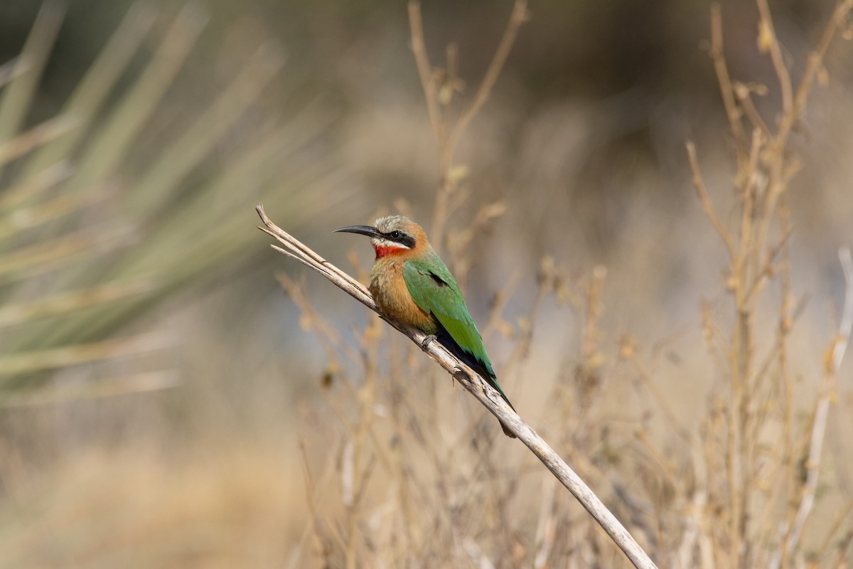 White-fronted Bee-eater - ML624578482