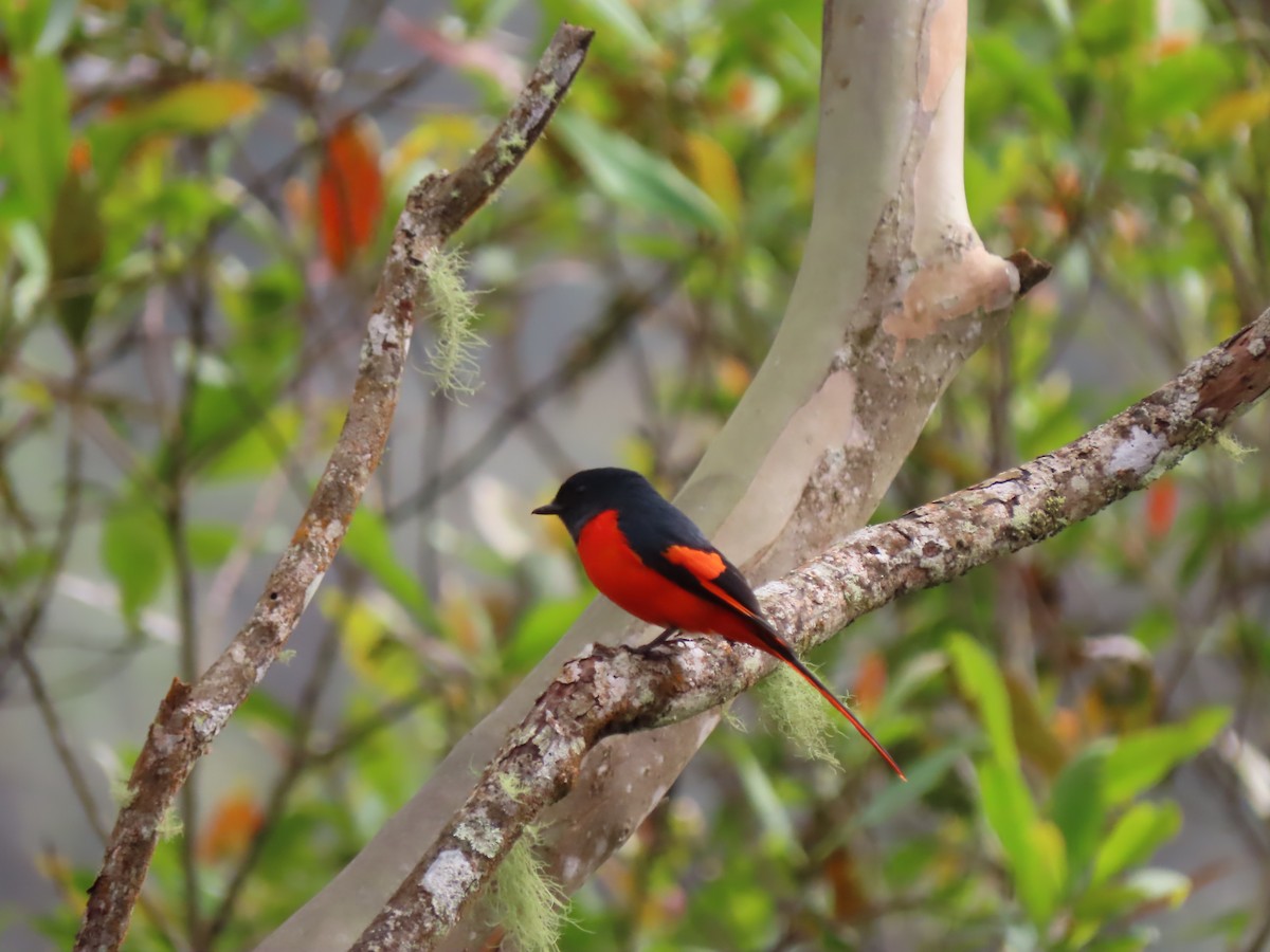 Gray-chinned Minivet (Gray-throated) - ML624578483