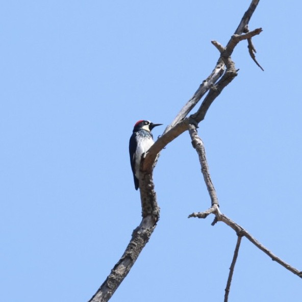 Acorn Woodpecker - ML624578484