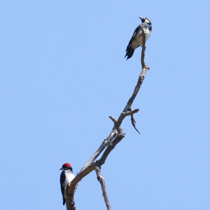 Acorn Woodpecker - Parsley Steinweiss