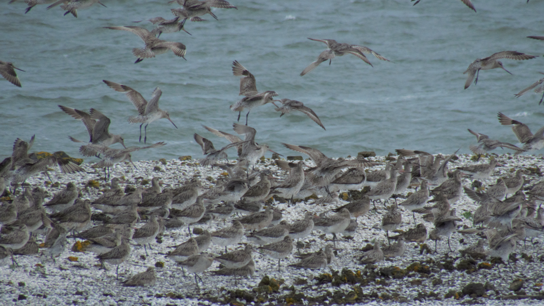 Bar-tailed Godwit - ML624578493