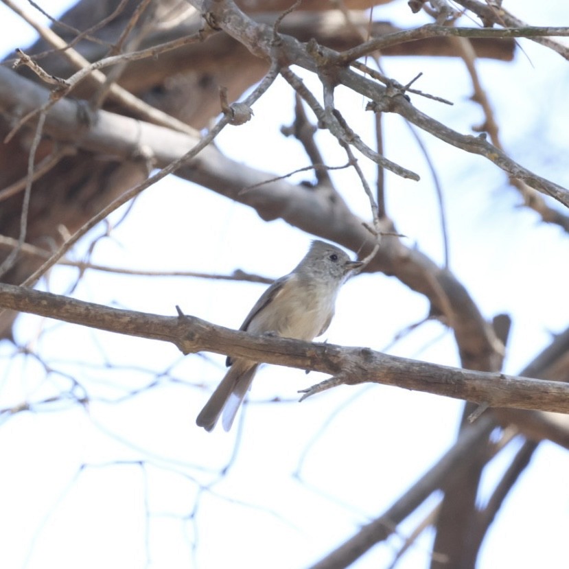 Oak Titmouse - ML624578494