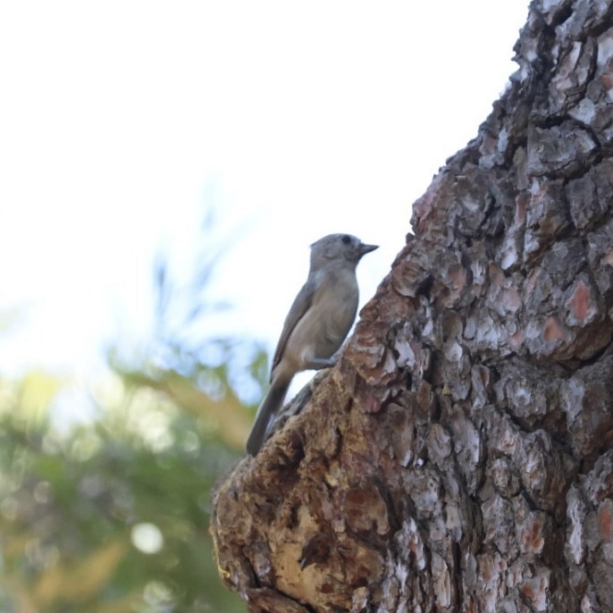 Oak Titmouse - ML624578495