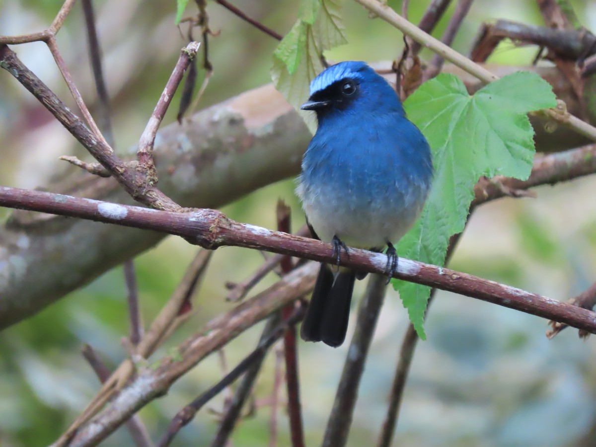 Indigo Flycatcher (Rufous-vented) - ML624578497