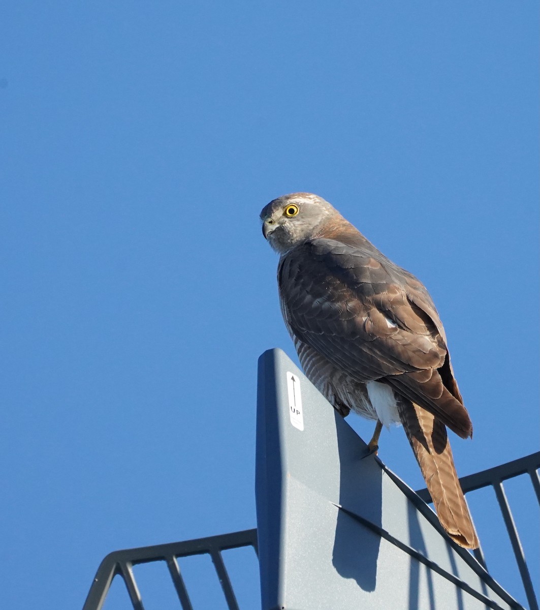 Collared Sparrowhawk - ML624578498