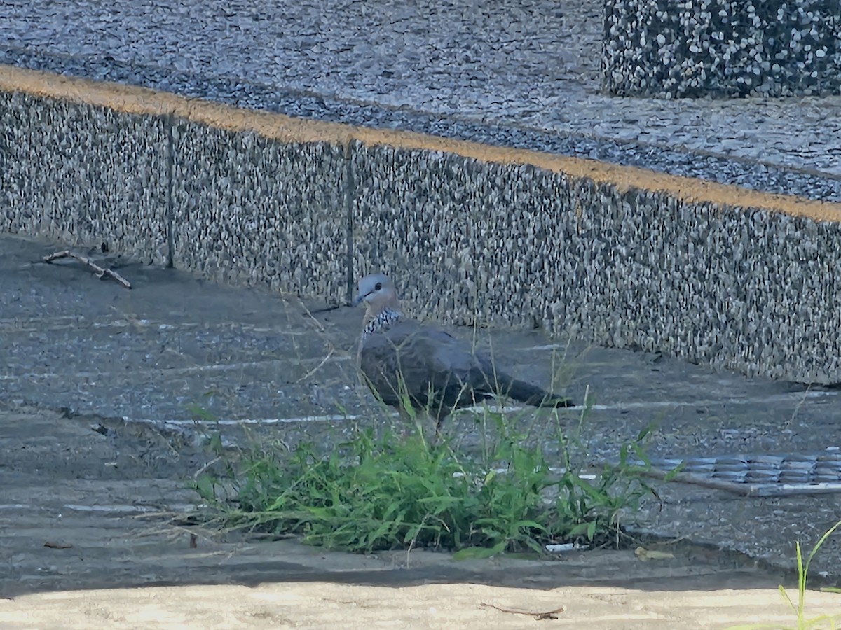 Spotted Dove - ML624578500