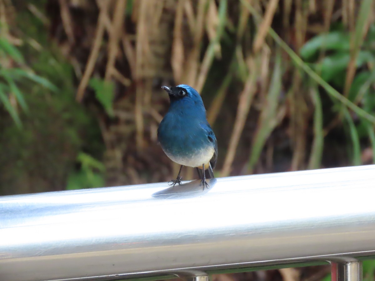 Indigo Flycatcher (Rufous-vented) - ML624578503