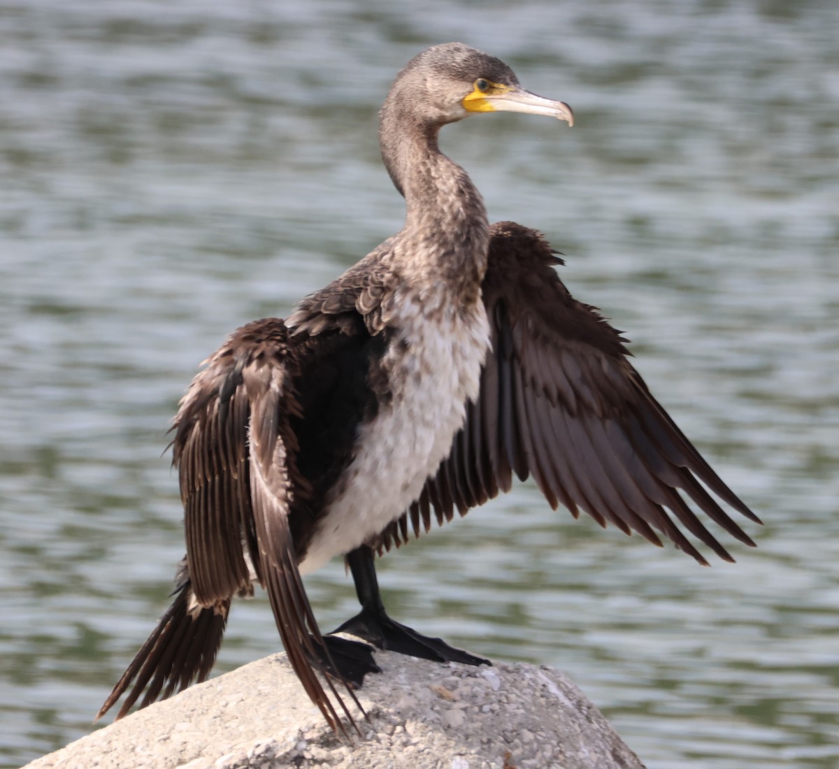 Great Cormorant - Paul Castle