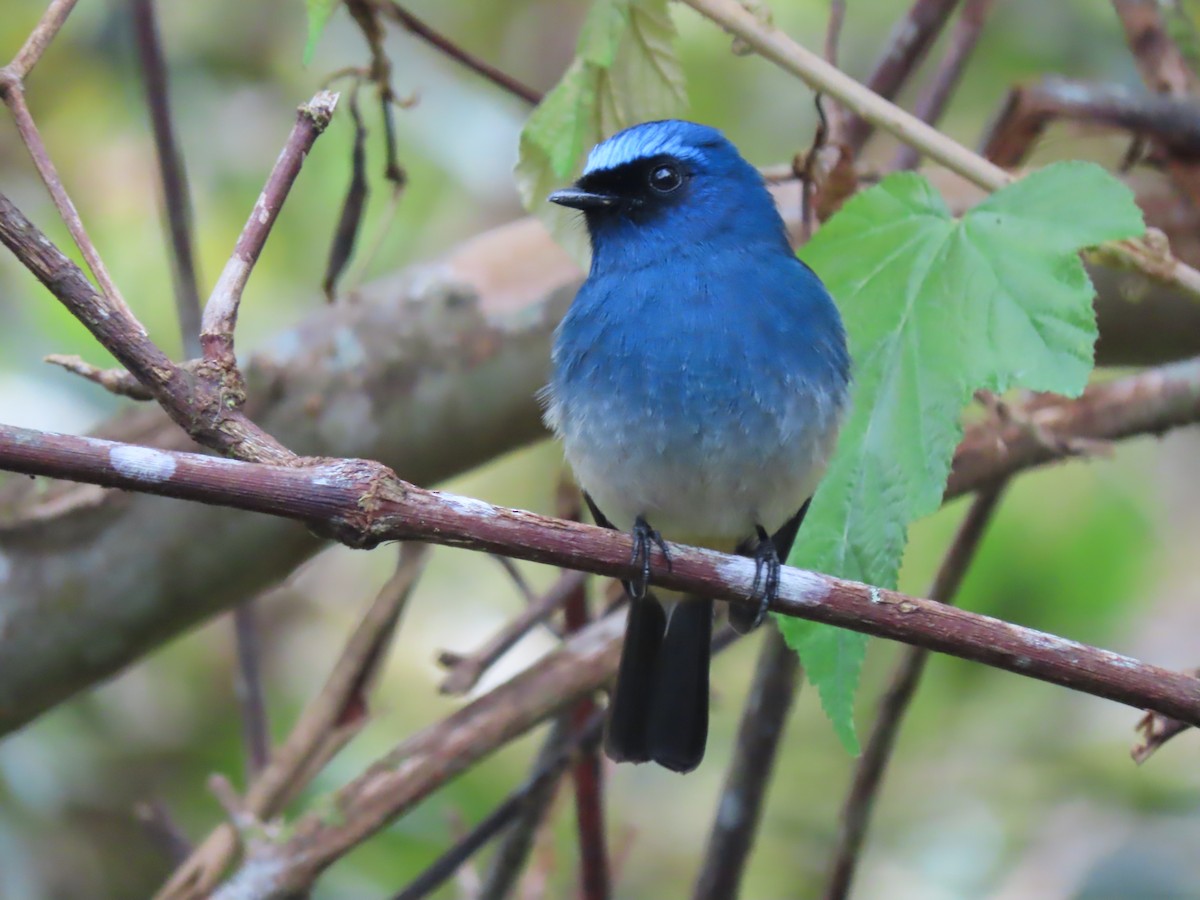 Indigo Flycatcher (Rufous-vented) - ML624578512