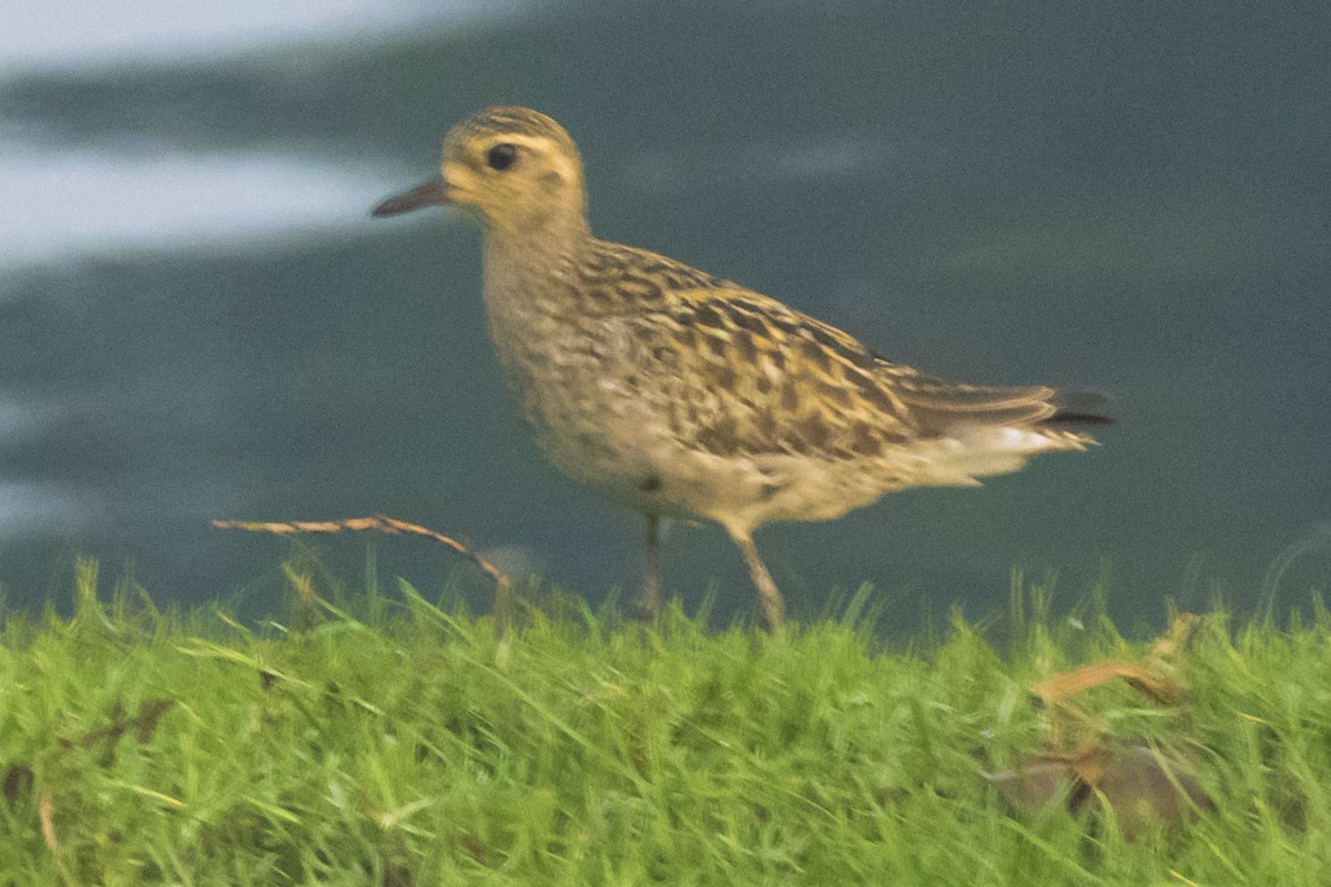 Pacific Golden-Plover - ML624578567