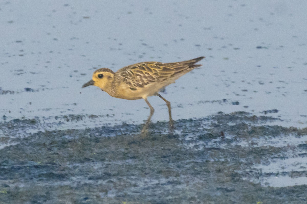 Pacific Golden-Plover - ML624578568