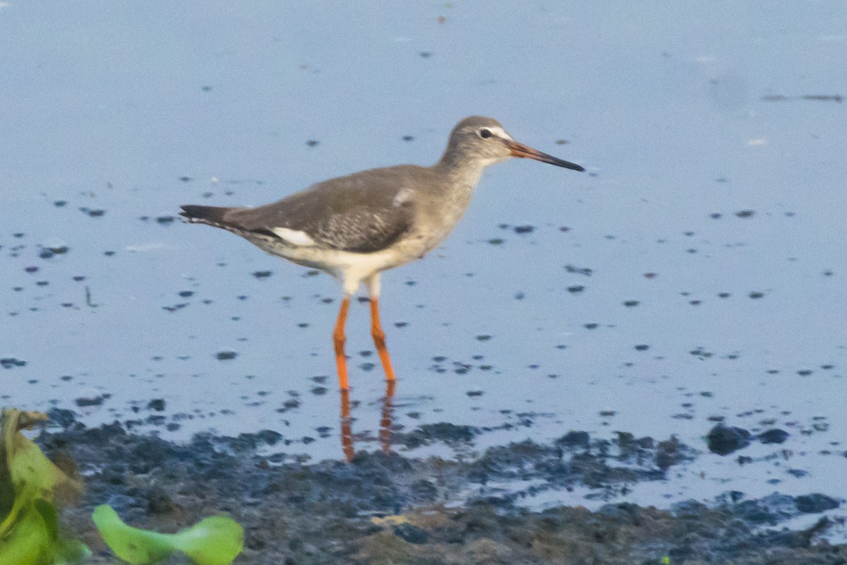 Common Redshank - ML624578586