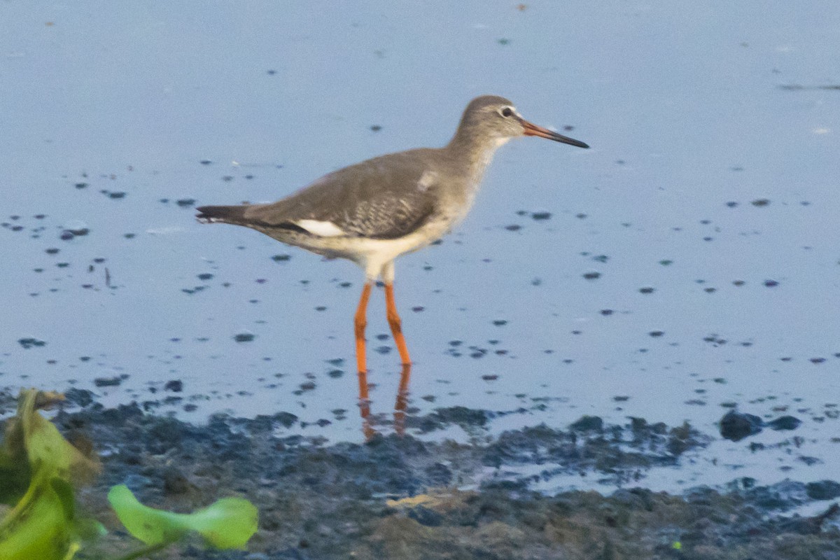 Common Redshank - ML624578587