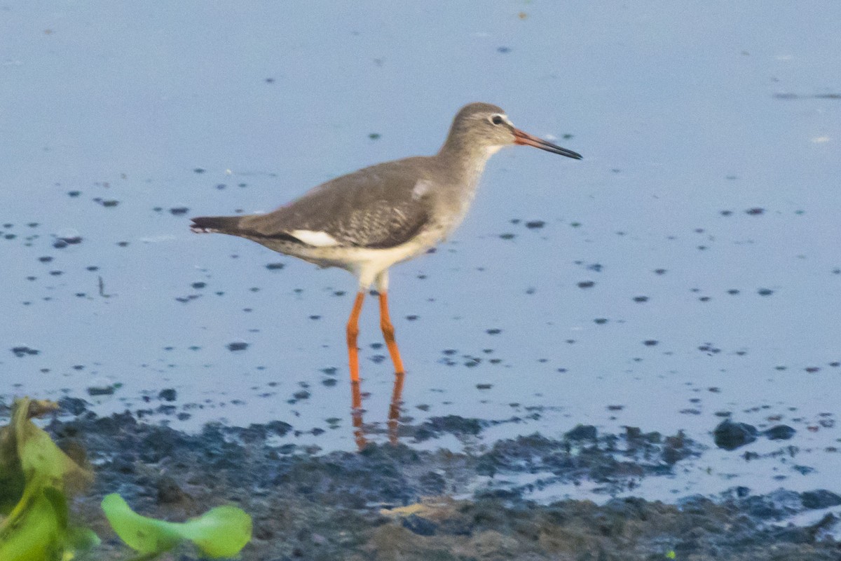 Common Redshank - ML624578588