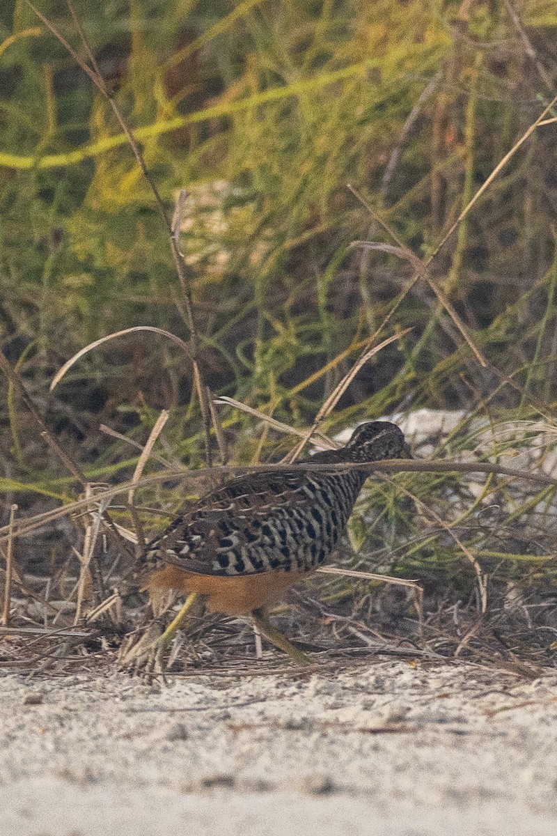 Barred Buttonquail - Andrew Chang