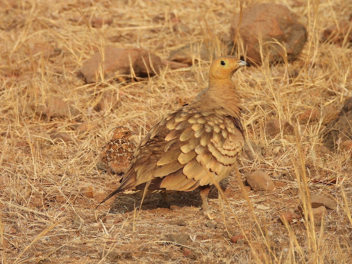 Chestnut-bellied Sandgrouse - ML624578599