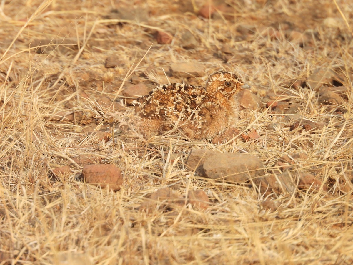 Chestnut-bellied Sandgrouse - ML624578600